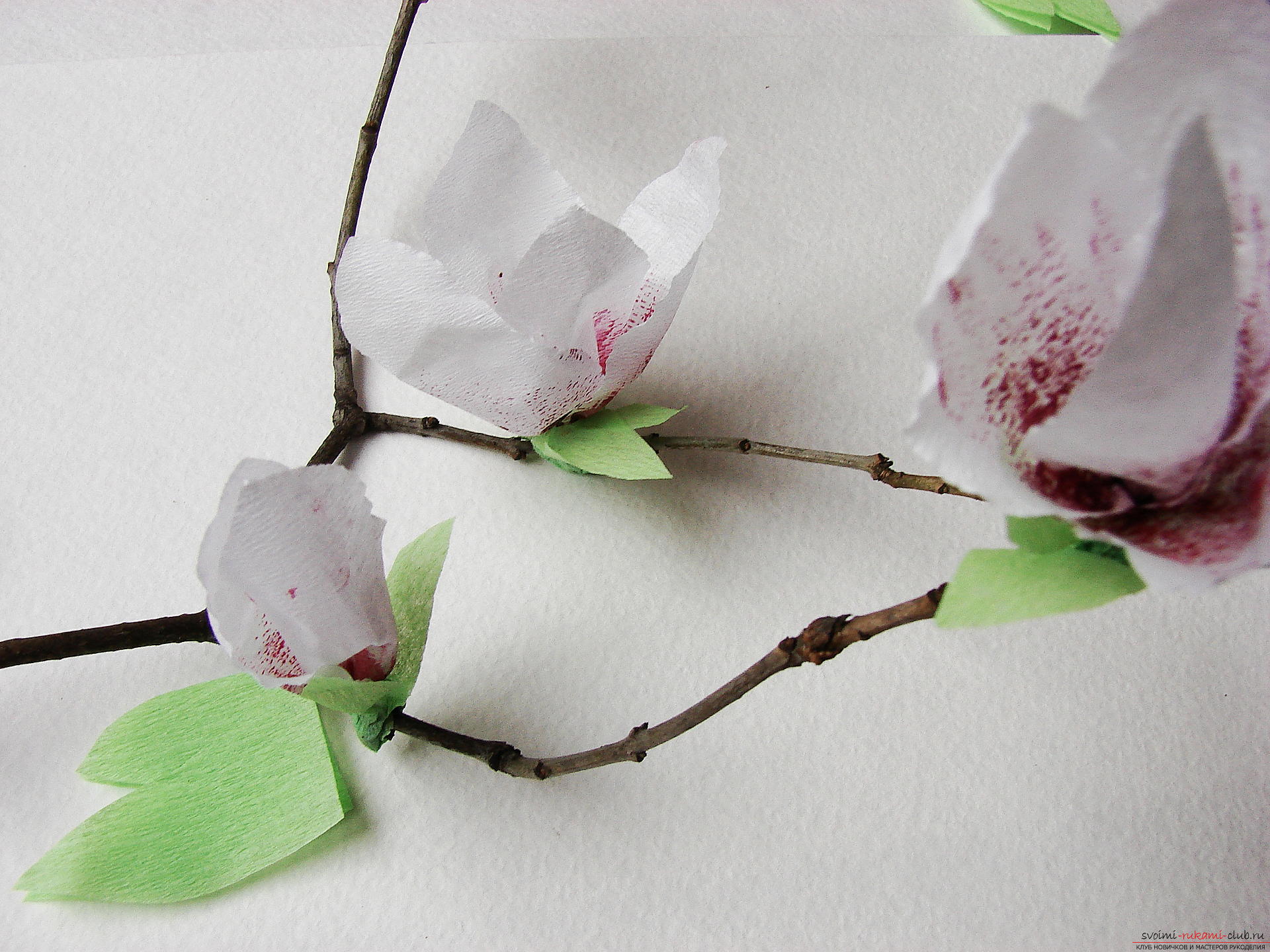 Мастер-класс с фото научит как делается магнолия - искусственные цветы из гофрированной бумаги своими руками.. Фото №26